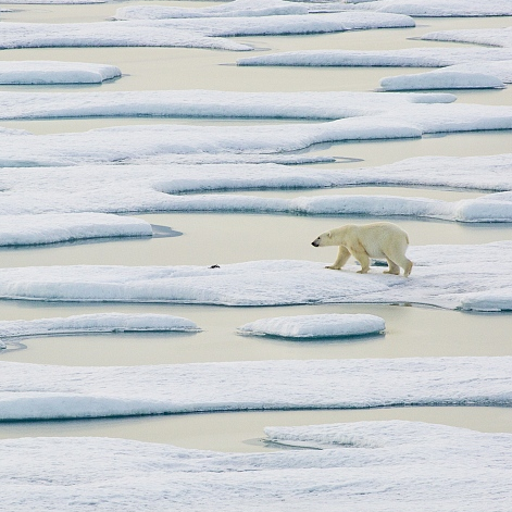 International Polar Bear Day: How climate change affects their homes - CGTN