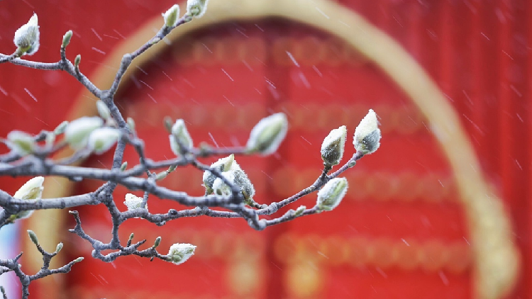 Spring Snow Meets Blooming Yulan Magnolia In Beijing's Gulou - Cgtn