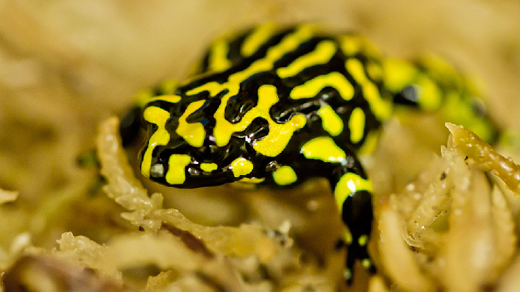 Australian state reintroduces critically endangered corroboree frog - CGTN