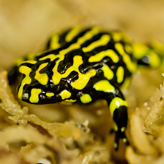 Australian State Reintroduces Critically Endangered Corroboree Frog - Cgtn