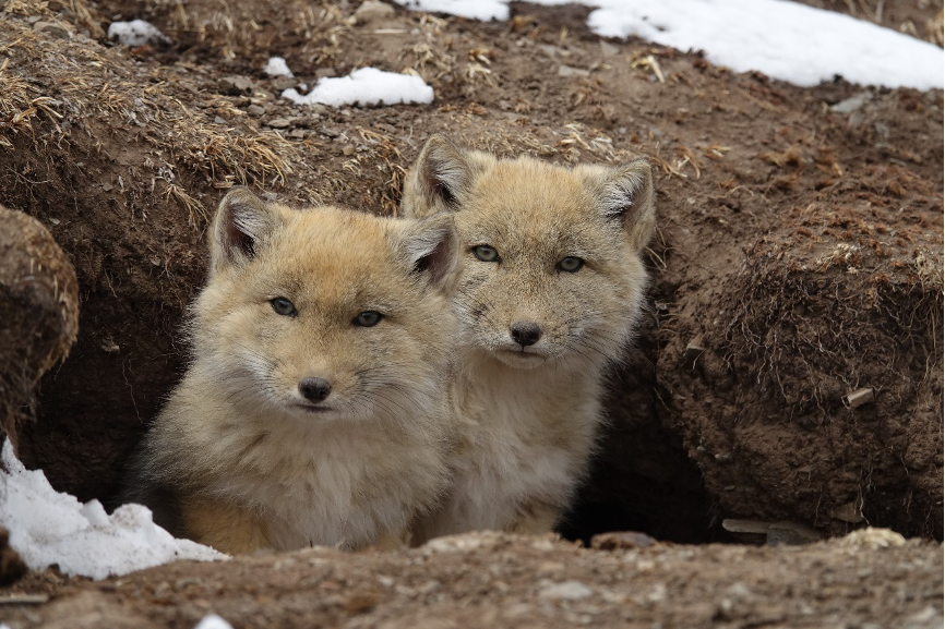 Baby Tibetan Fox