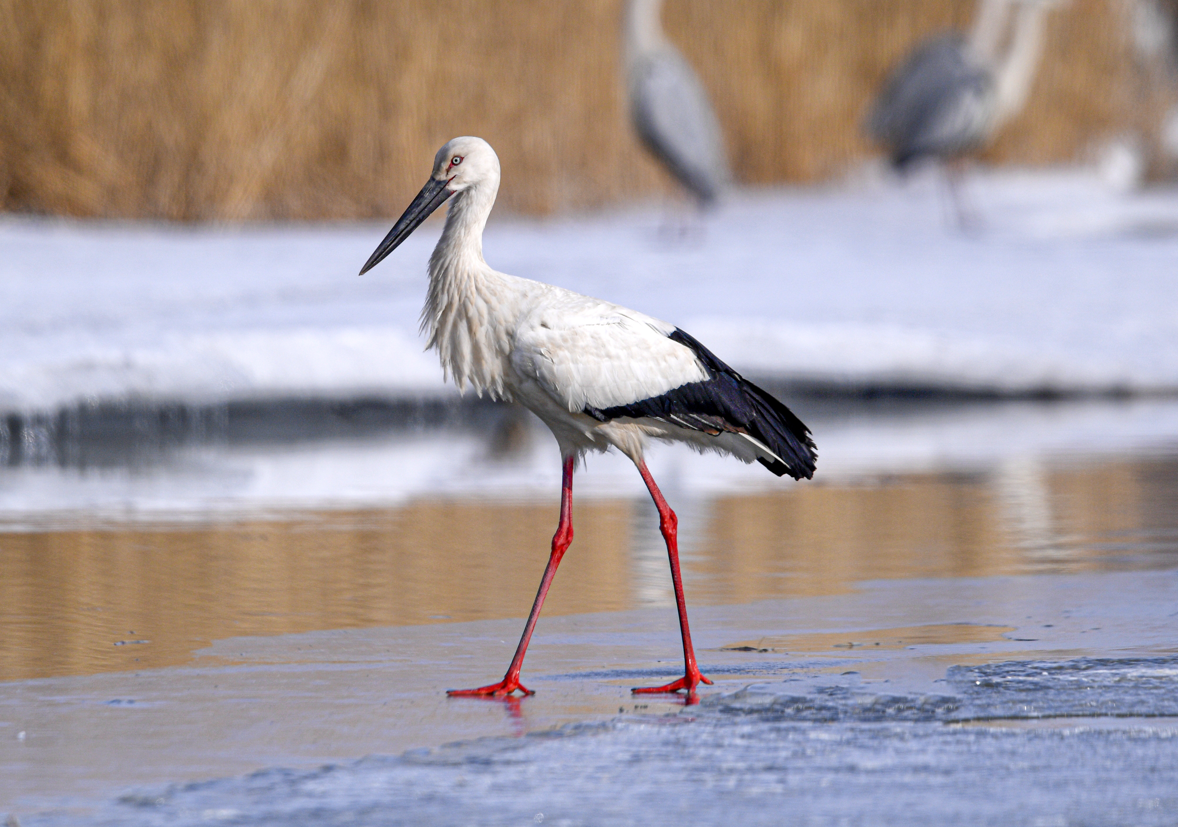 Rare oriental storks frolic in NE China - CGTN