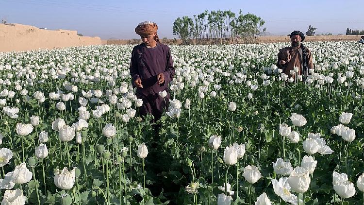 Taliban bans drug cultivation, including lucrative opium - CGTN