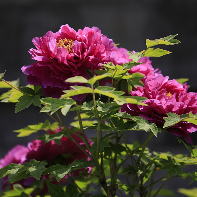 Live Enjoy the beauty of flowers in April CGTN