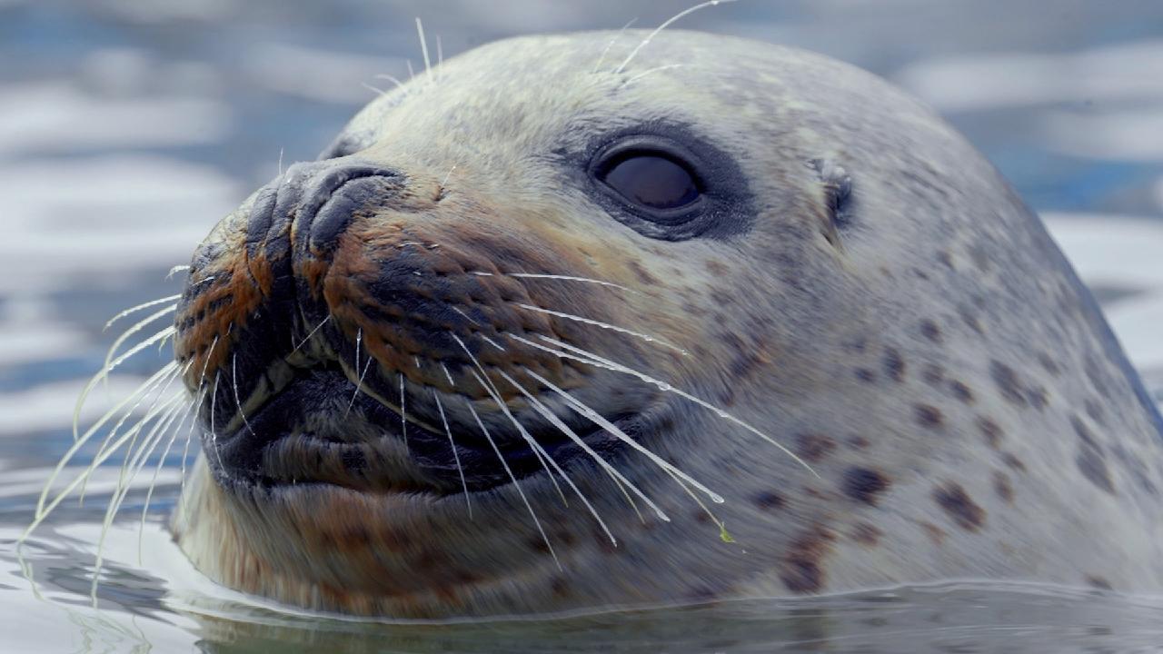 China marks its first spotted seal protection day - CGTN