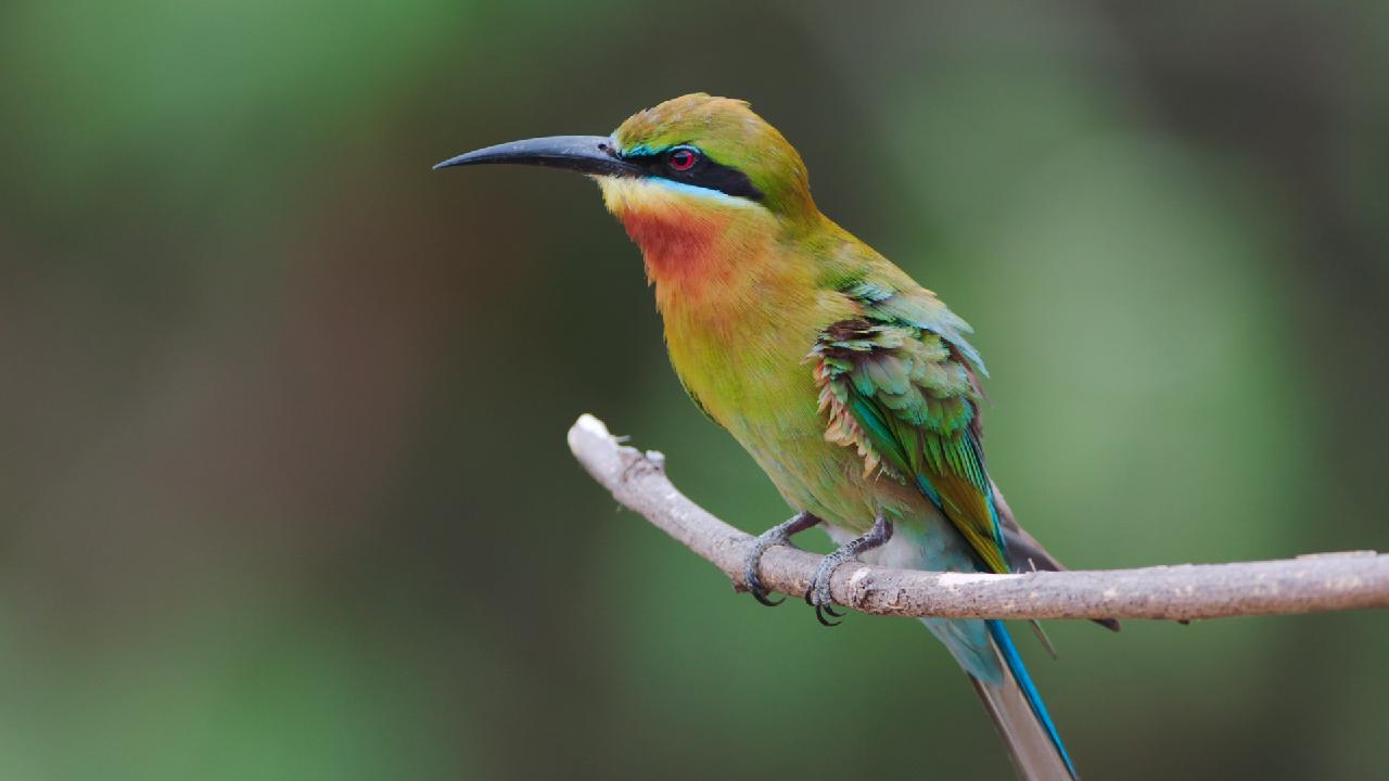 Blue-tailed Bee-eater Series | Episode 4: One Male's Dream - CGTN