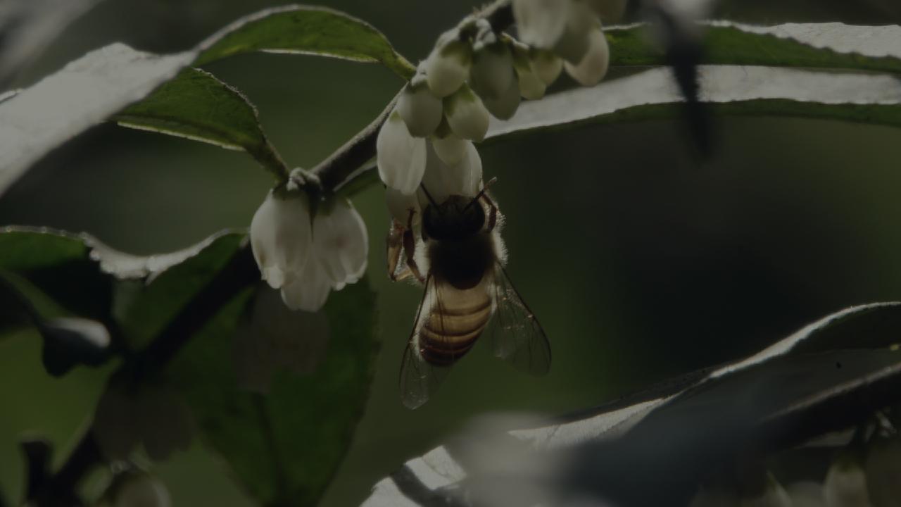 Jiangxi Yifeng Series Ep. 4 Eastern Honey Bee CGTN