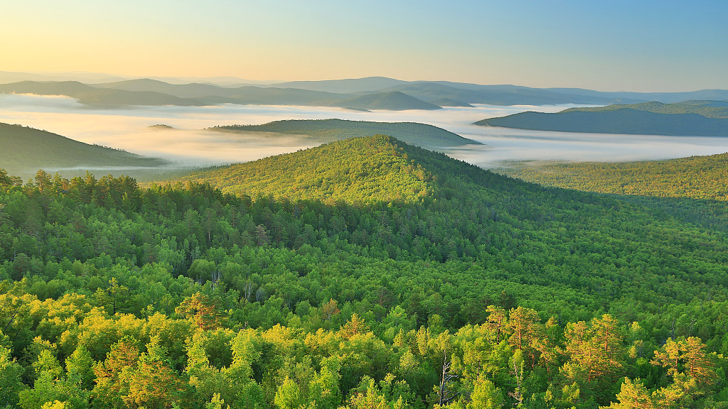 Multispecies planting promotes tree growth in forest: study
