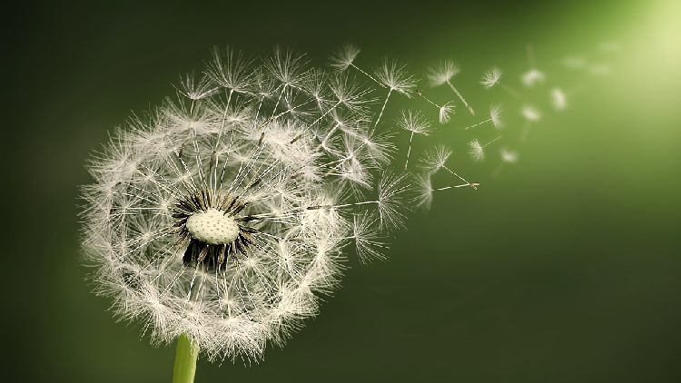 Dandelions, a sign of hope - CGTN