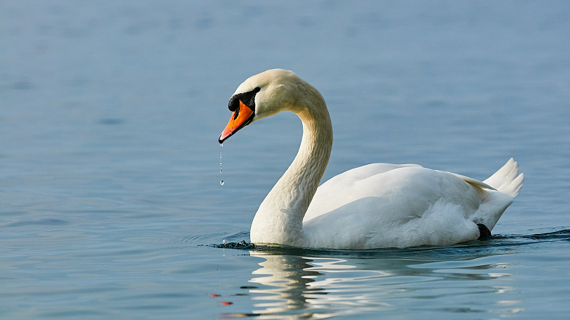 Live: Mute swans hatching at North Longhu Wetland Park – Ep. 11 - CGTN