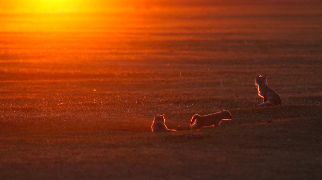 Playful corsac fox cubs captured on video in N China - CGTN