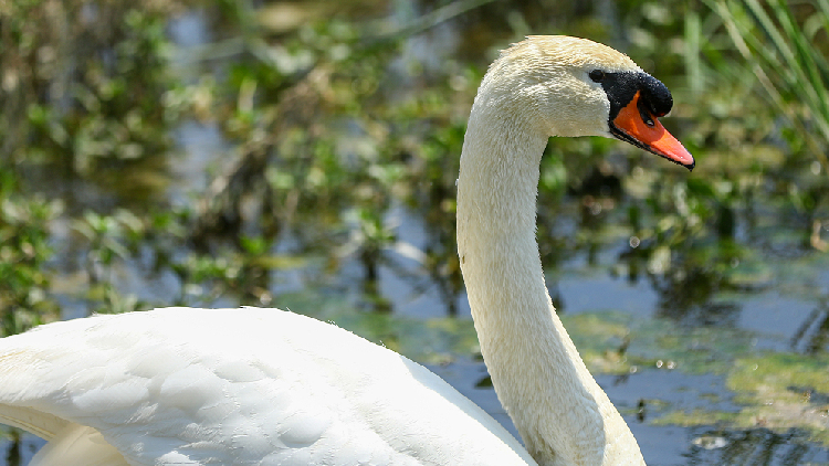 Live: Baby swans to be born at North Longhu Wetland Park – Ep. 16 - CGTN