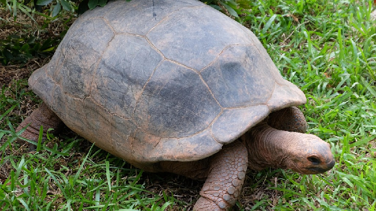 Forever young: Many cold-blooded creatures don't age, studies show - CGTN