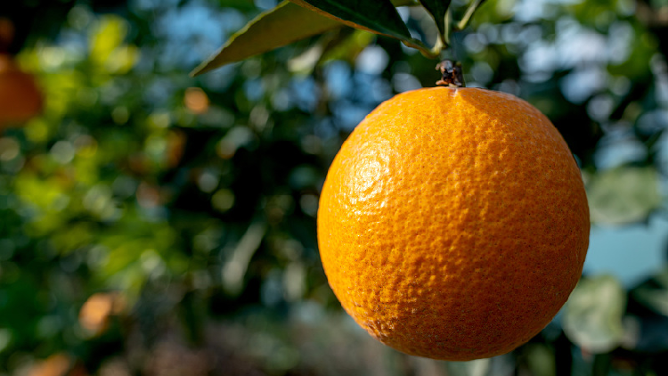 Live: Navel orange harvest by smart agriculture machinery in Hubei - CGTN