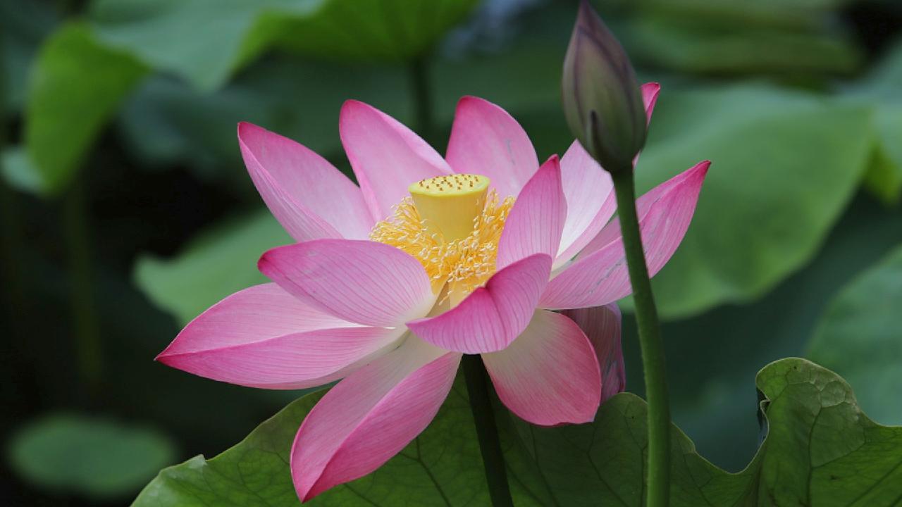 Extremely rare mutated lotus flower blooms in SW China - CGTN