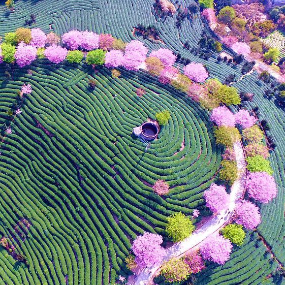 Live: China's largest cherry tea garden in Fujian Province – Ep. 5 - CGTN