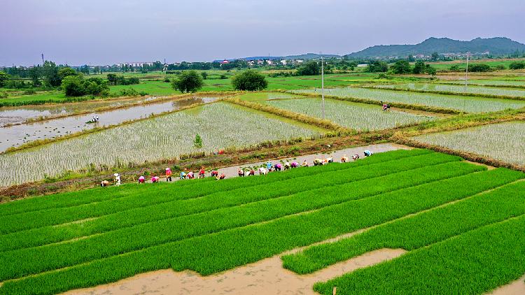 Paddy planting underway amid prolonged heat in east China - CGTN