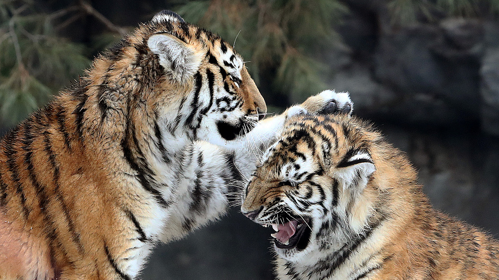 International Tiger Day: As tiger populations increase, so do conflicts  with humans - ABC News