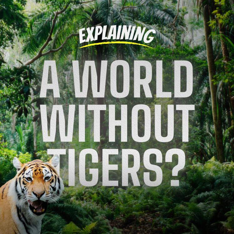 What happens if tigers go extinct? CGTN