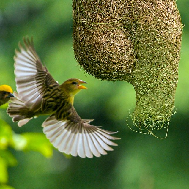 Baya weavers build nests in park in India - CGTN