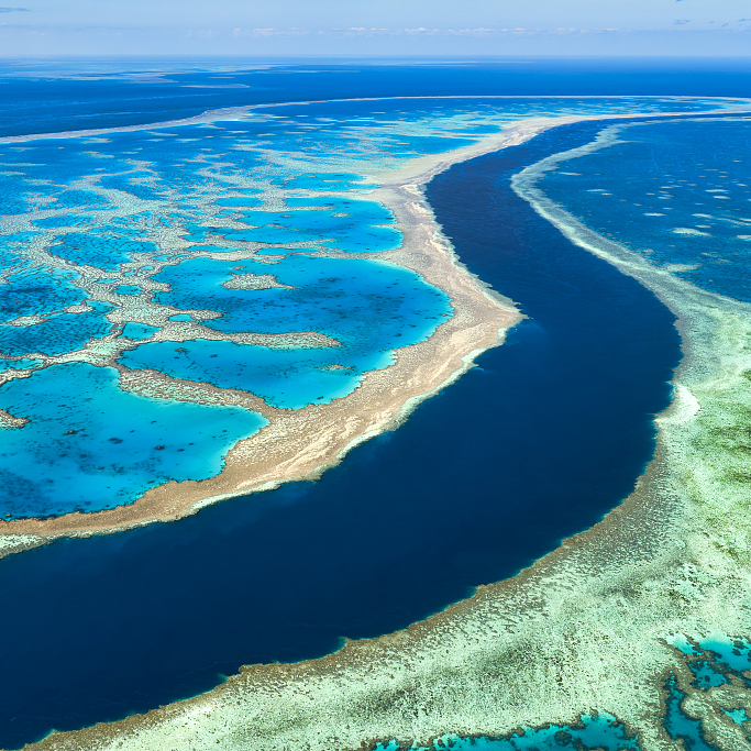 Great Barrier Reef sees fragile coral comeback - CGTN