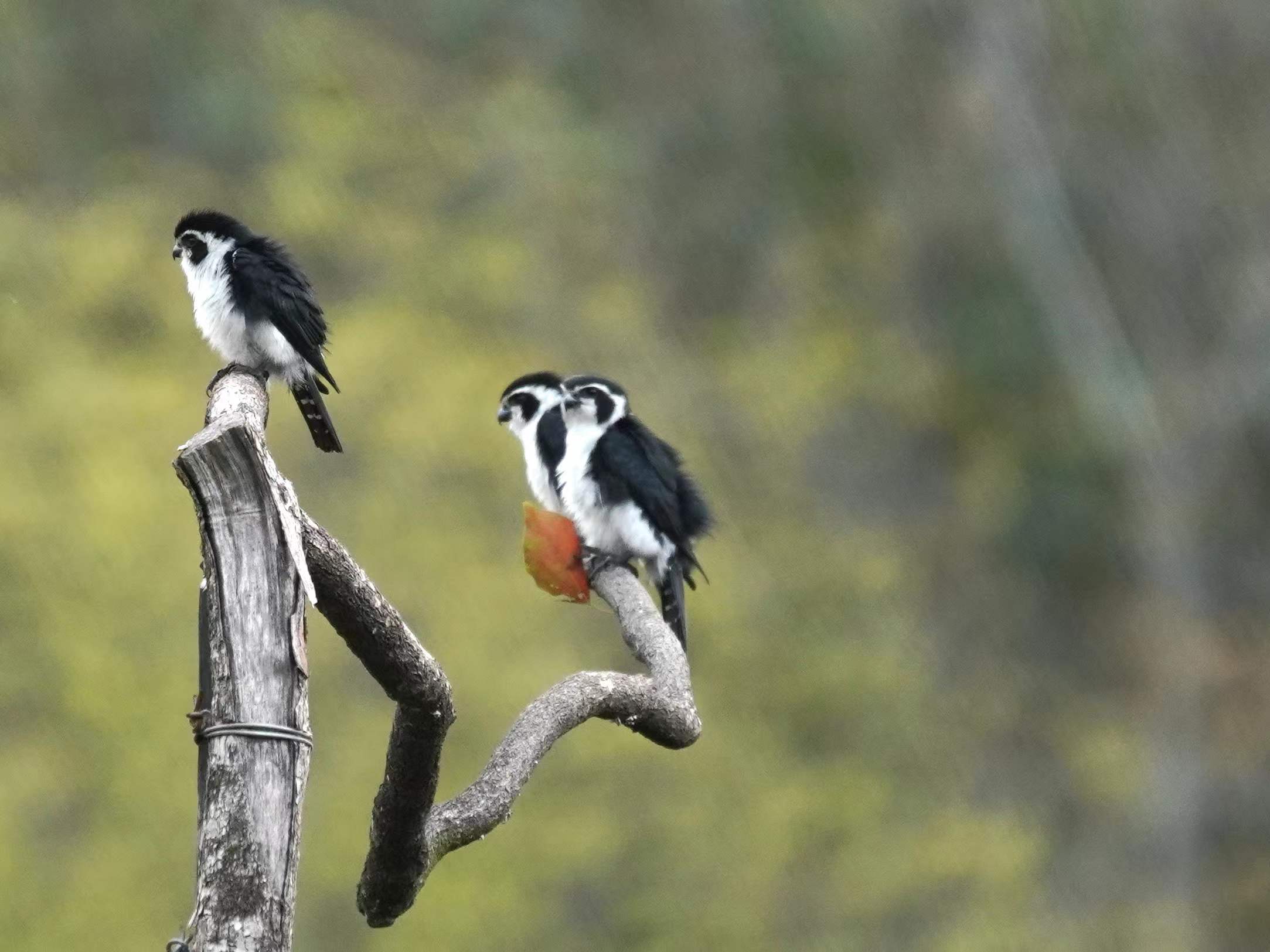 falconet bird