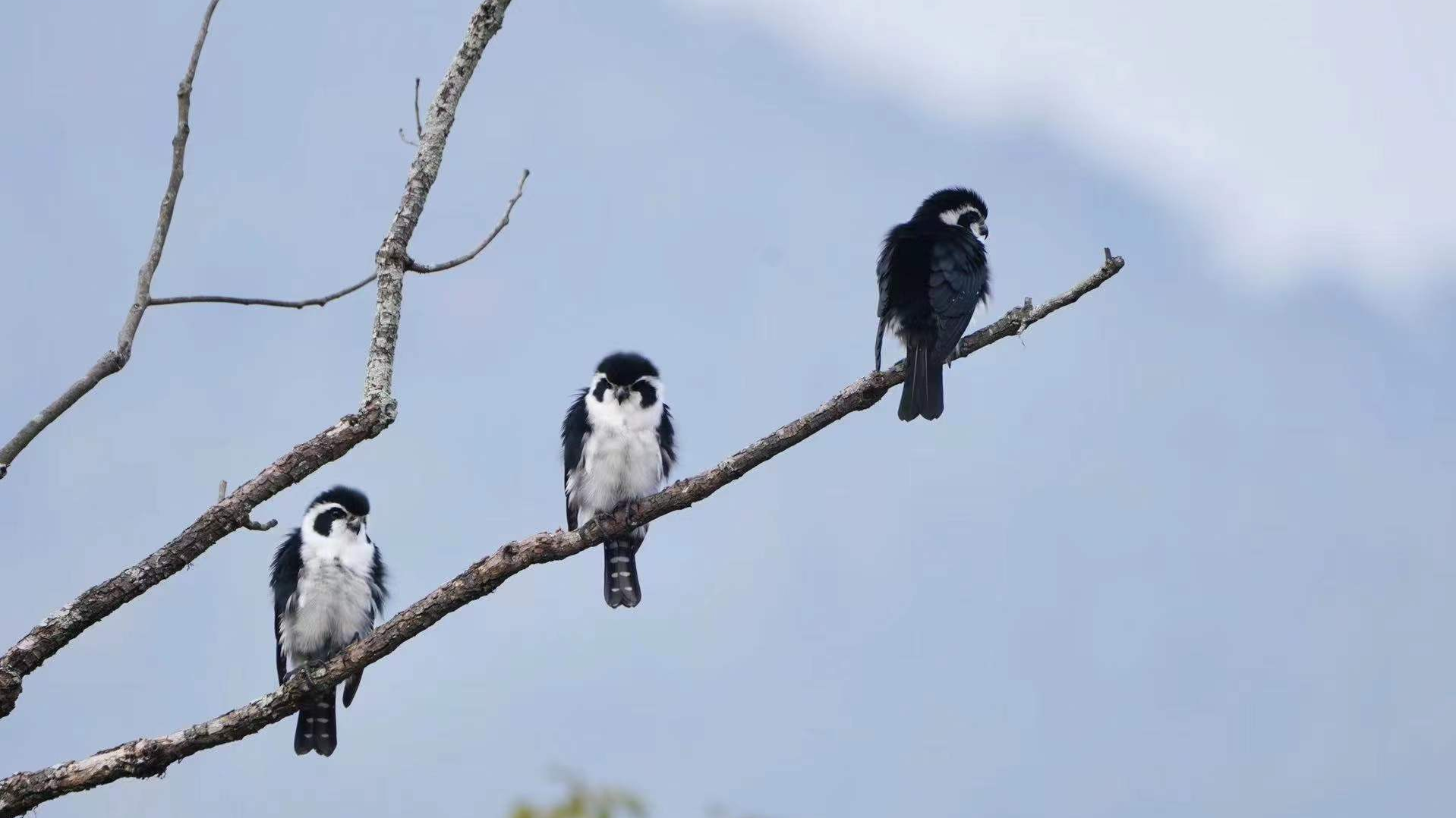 falconet bird