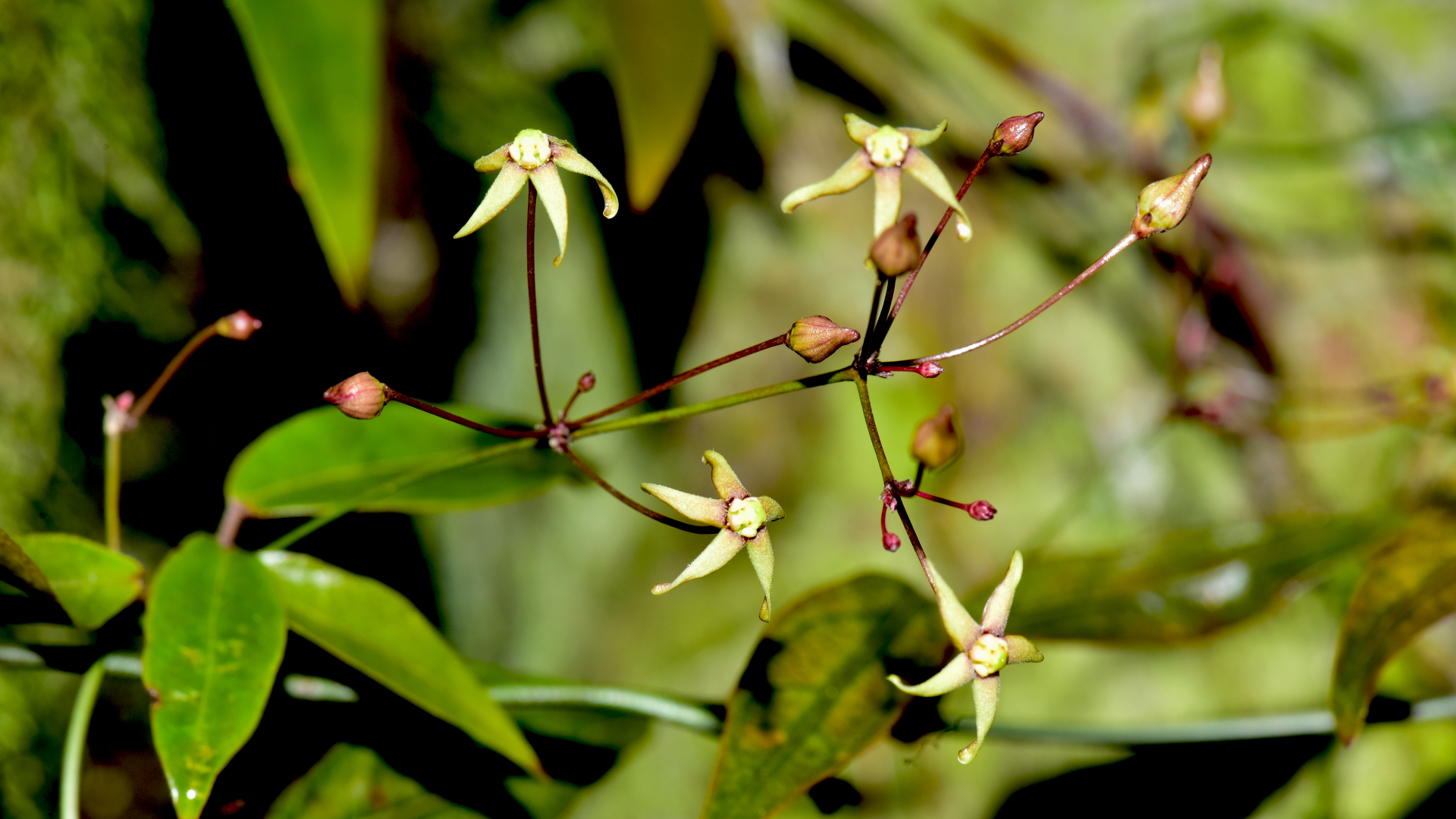 Plant Bikkia species