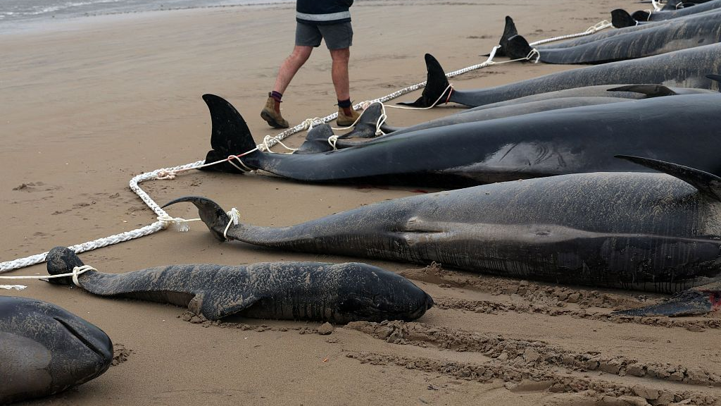 Australia says about 230 pilot whales stranded in Tasmania, half feared dead