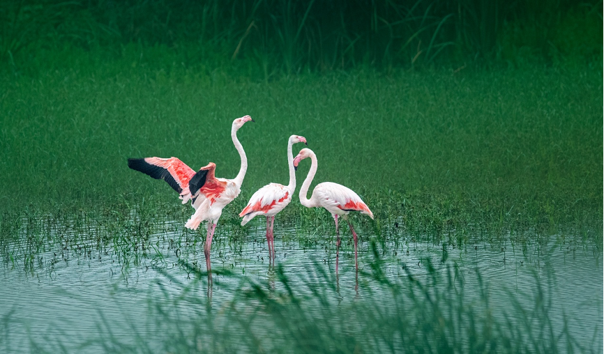 Flamingos on the Fenhe River, Taiyuan city, Shanxi province, September 17, 2018. / Fu Weidong Photo