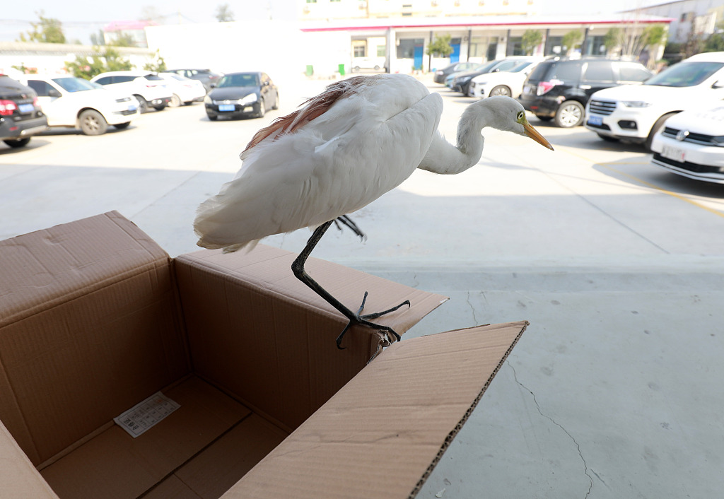 Injured egret rescued in north China