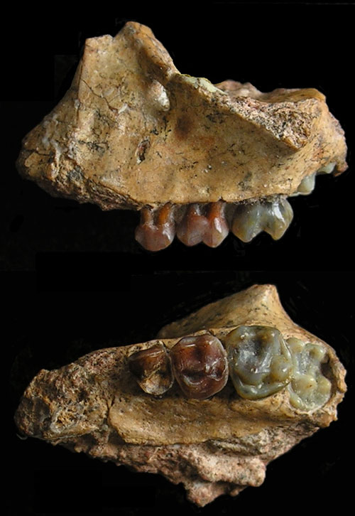 Yuanmoupithecus xiaoyuan tooth fossils. /Kunming Institue of Zoology CAS