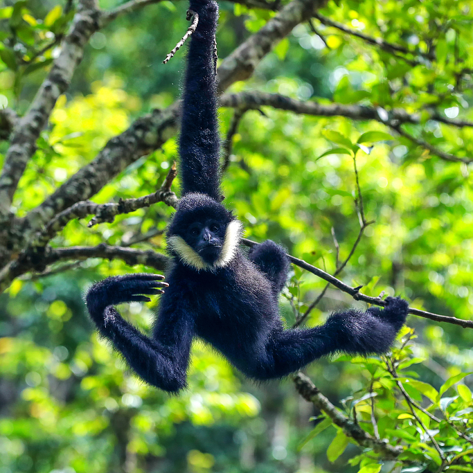 World's Earliest Gibbon Fossil Fills Gaps In Human Evolution - CGTN