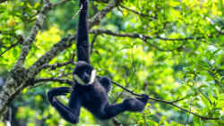 天然石ターコイズ gibbon ギボード デュラマバナナ | irai.co.id