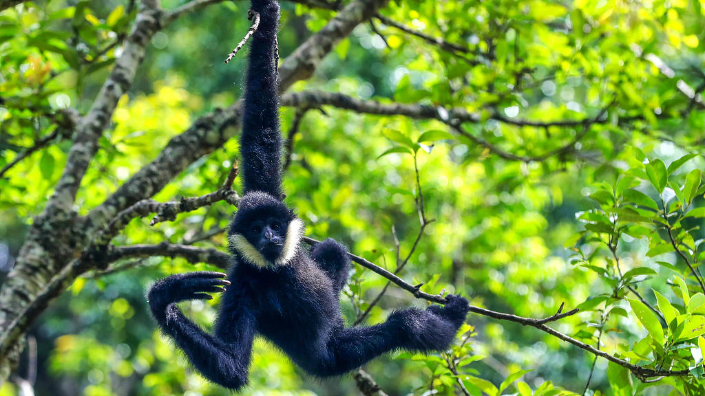 A white-cheeked gibbon hangs in a tree in Taiyanghe National Park, Pu'er City, southwest China's Yunnan Province, July 11, 2017. /CFP