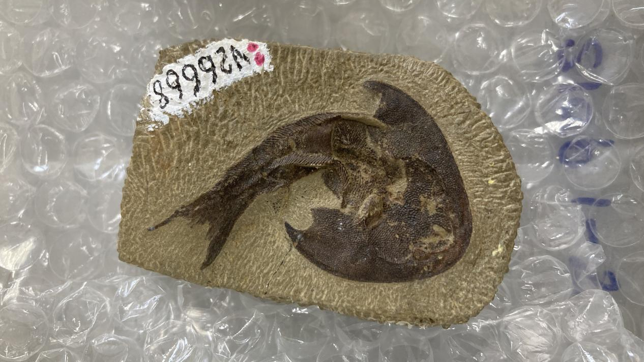 One of the fish fossils found and studied by Zhu Min's team. /CMG