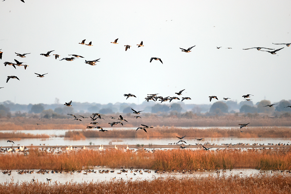 Migratory birds gathering in the Yellow River Delta, Dongying City, east China's Shandong Province, September 16, 2021. /CFP