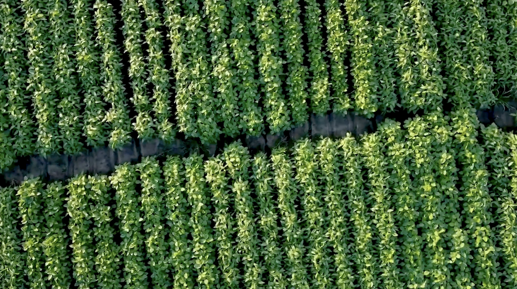 New varieties of soybean are widely planted in China's northeastern provinces to increase agricultural production and ease the pressure of overuse of black soil. /CAS 