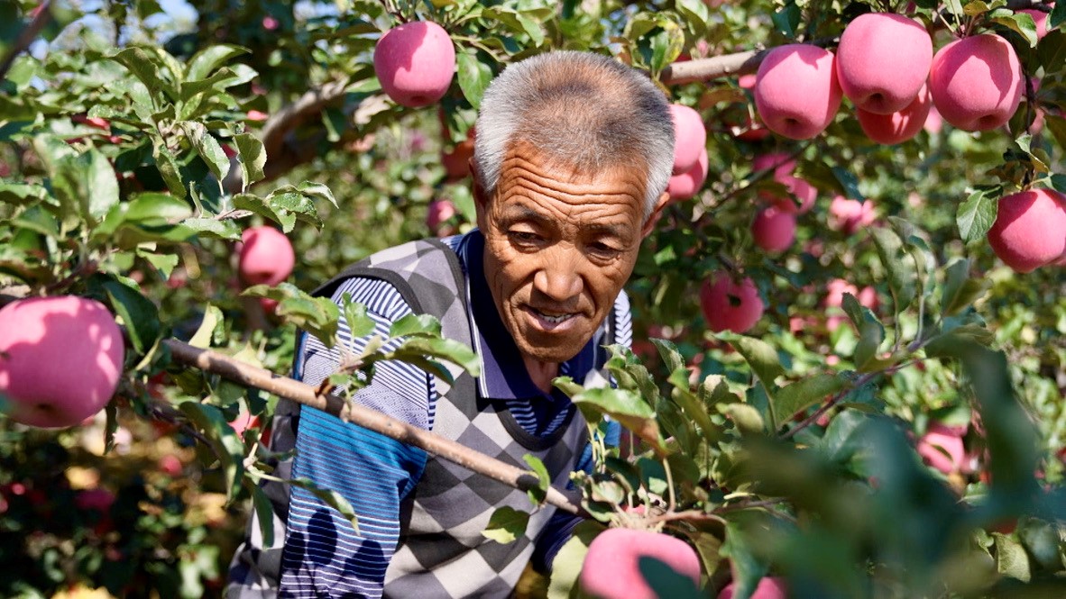 Zhao Aisen works in his orchard in Xincun Village, Jixian County, Linfen City, Shanxi Province, September 28, 2022. /CGTN