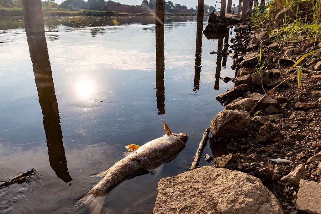 Dead fish floating on the surface of the Oder River. /CFP
