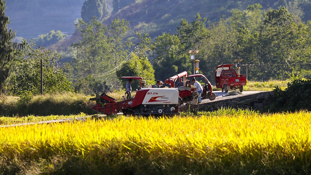 Farmers harvest rice in southwest China's Chongqing Municipality, October 1, 2022. /CFP