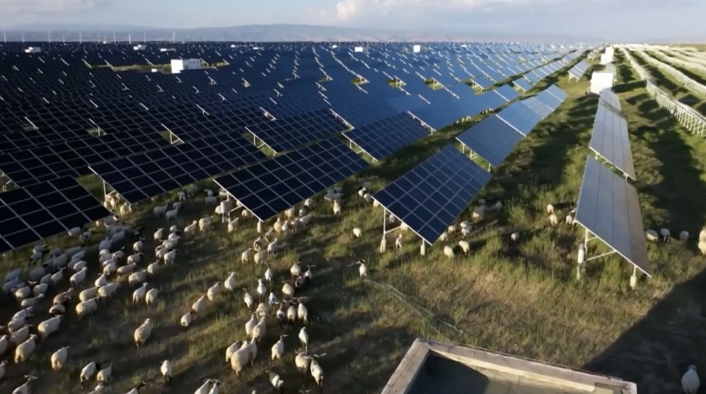 Under the solar panels, herbs are planted. /CGTN