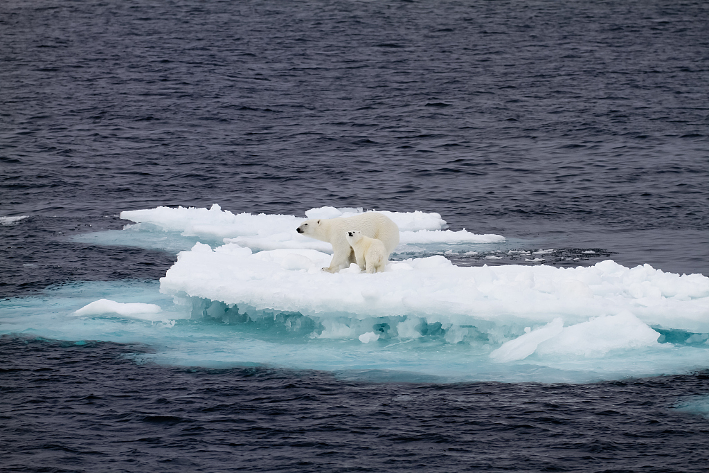 A mother polar bear with her cub stand on a floating ice. /CFP