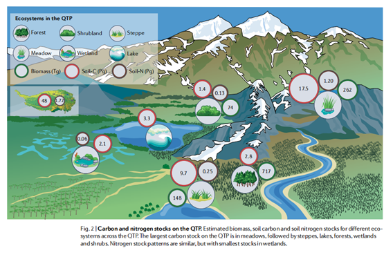 An infographic showing the carbon and nitrogen stocks on the Qinghai-Tibet Plateau. /Chengdu Institute of Biology, CAS