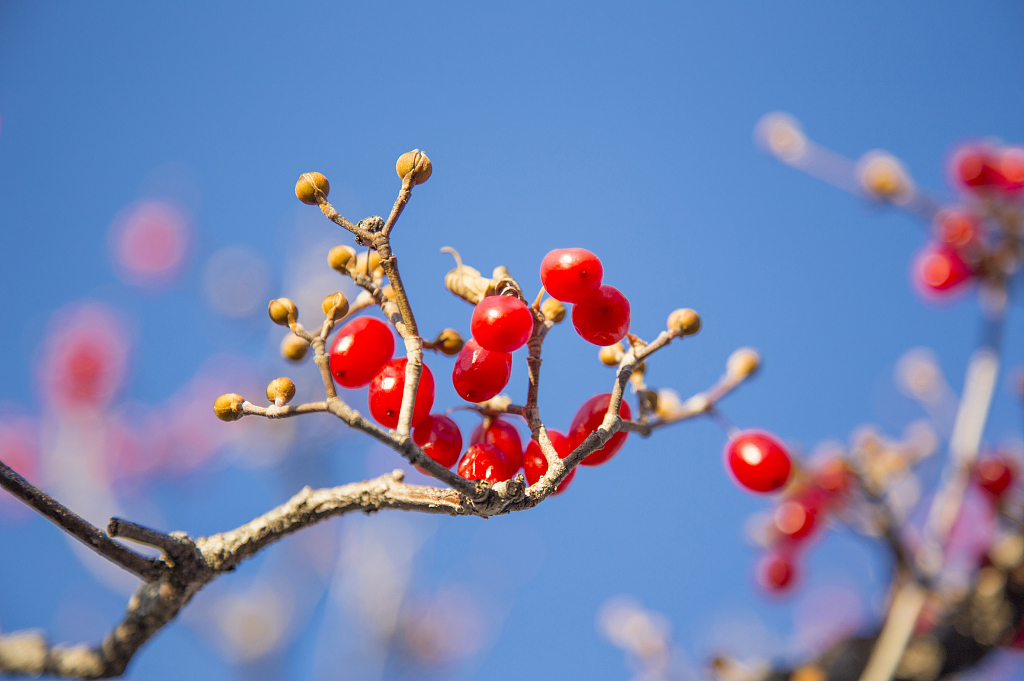 Berries of dogwood. /VCG