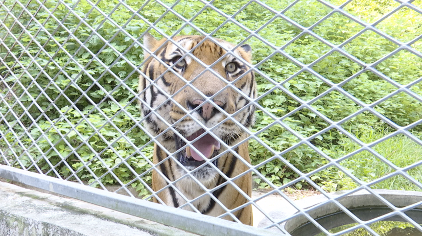 A South China tiger staring at visitors from a cage at the research and breeding base of the South China tigers in Shaoguan. / CGTN