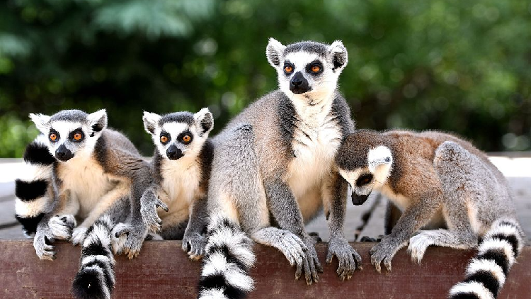 Lemur PNG transparent image download, size: 777x608px