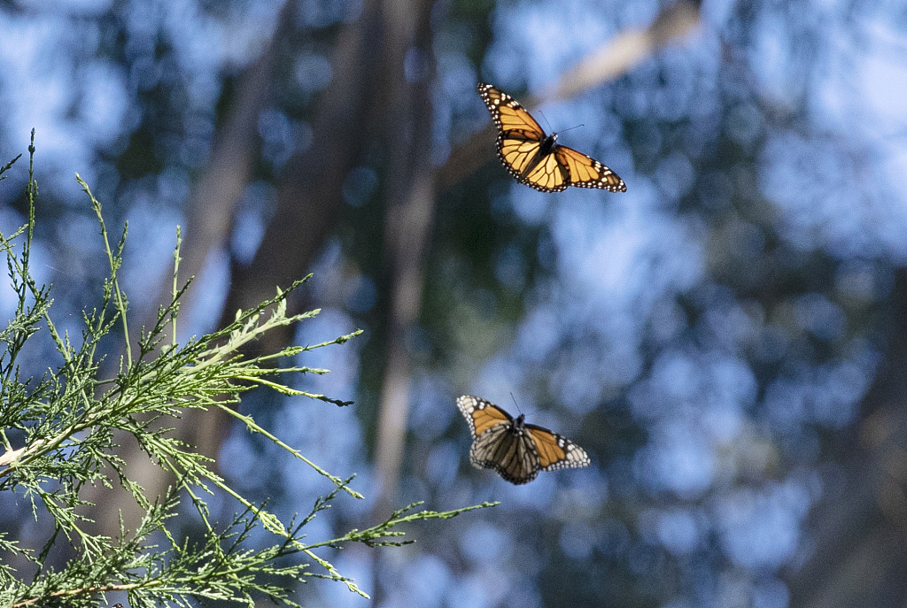Two monarch butterflies fly in a forest in California, U.S., February 6, 2022. /CFP 