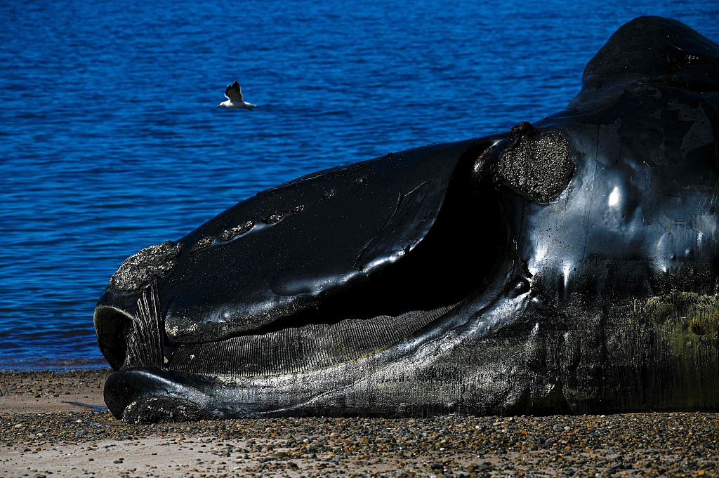 In the past few days, at least 13 dead whales appeared on the coast of the Golfo Nuevo and Peninsula Valdez sanctuary, in northern Patagonia. /CFP