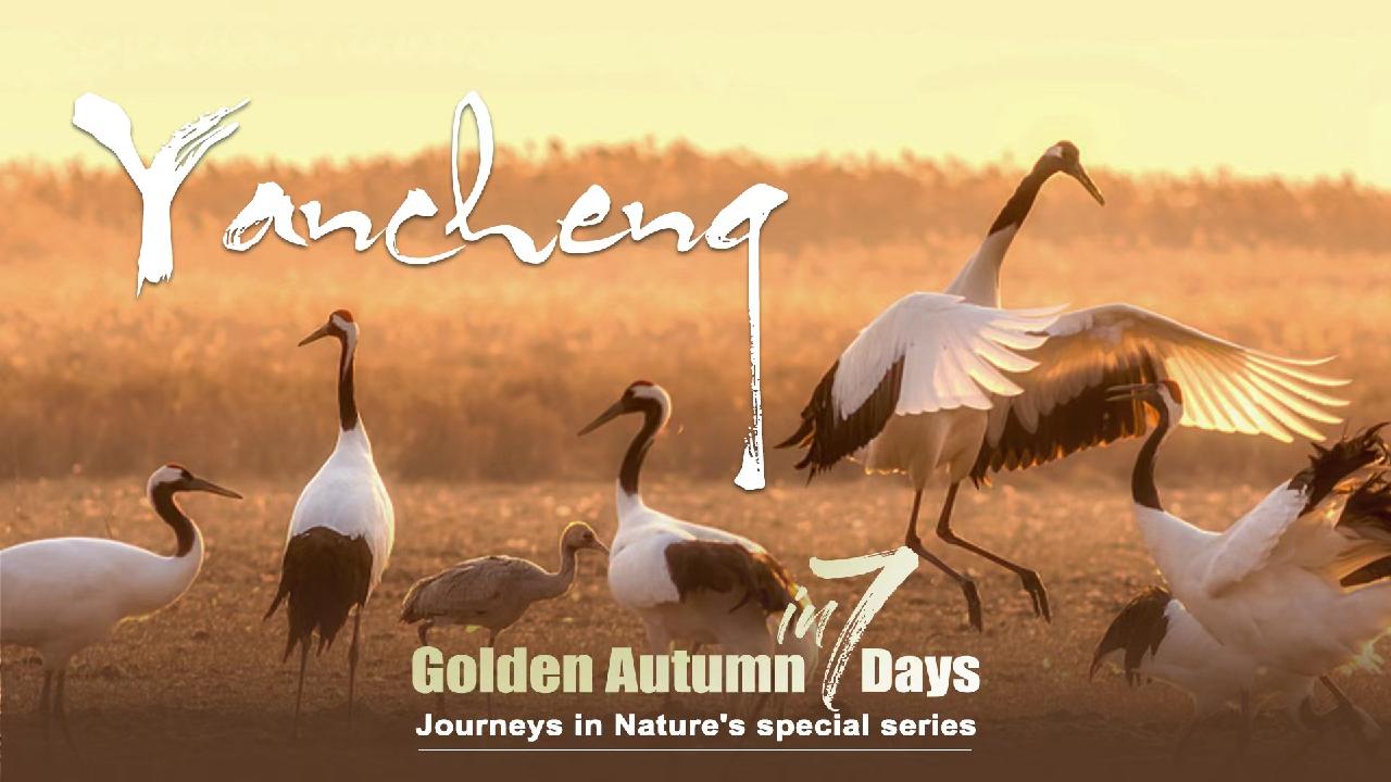 Day 6: The coastal playground for migratory birds - CGTN